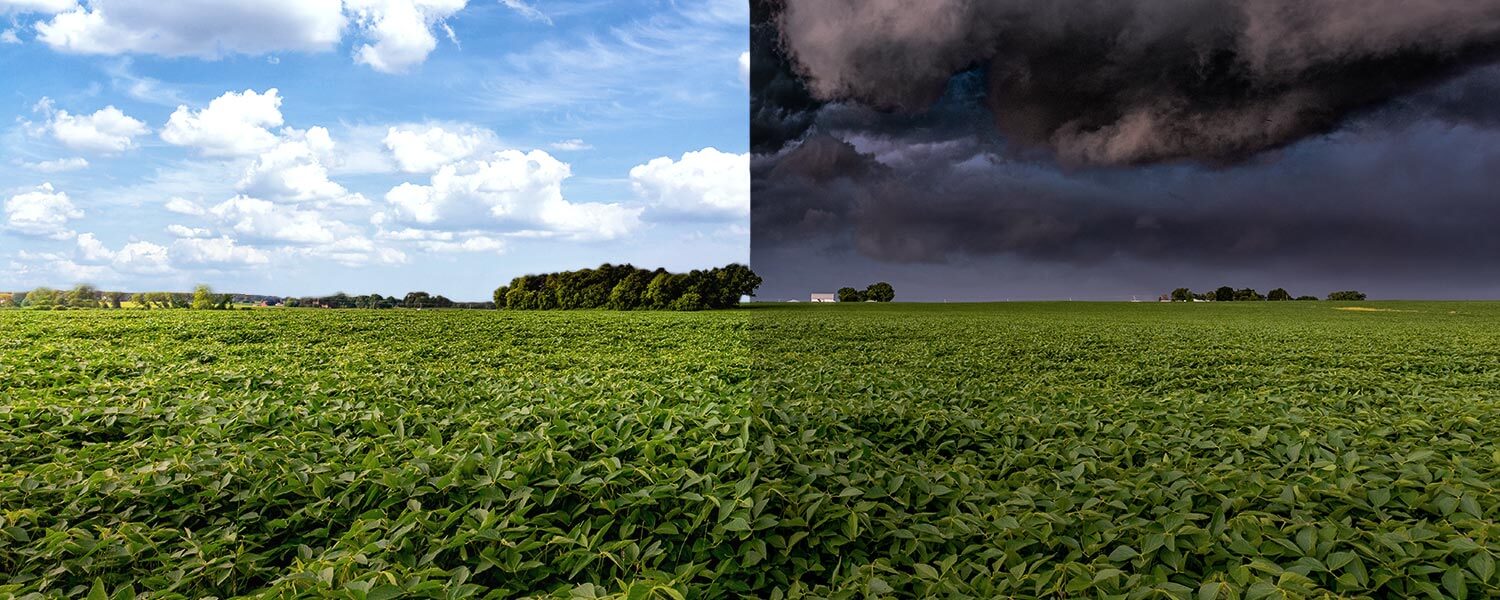 Cresce número de agricultores com acesso ao seguro rural