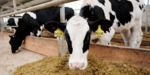 ESG e a cadeia produtiva de proteína animal: Entenda a relação