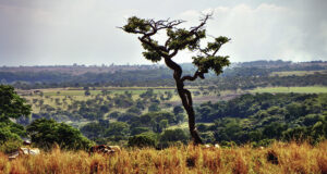 Campo Cerrado com vegetação ao longo do horizonte, alguns animais no pasto e uma árvore ao centro